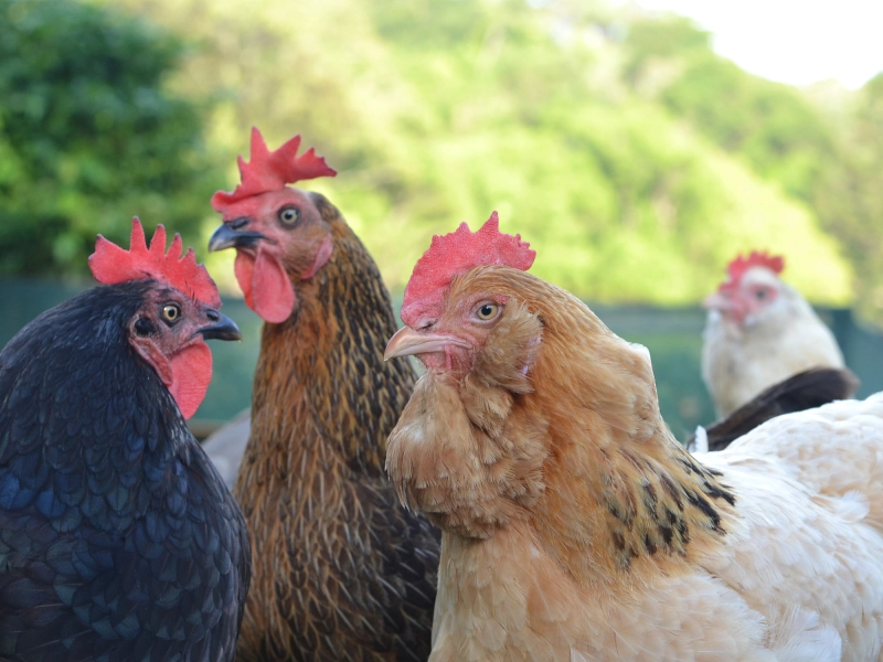 Group of hens standing together in natural outdoor setting 3.jpg