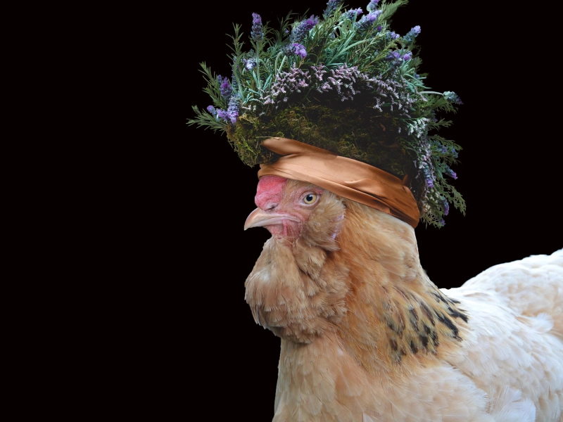 Creative photo composition of a hen wearing a crown made of natural elements.jpg